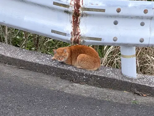 caturday_x11.jpg.webp