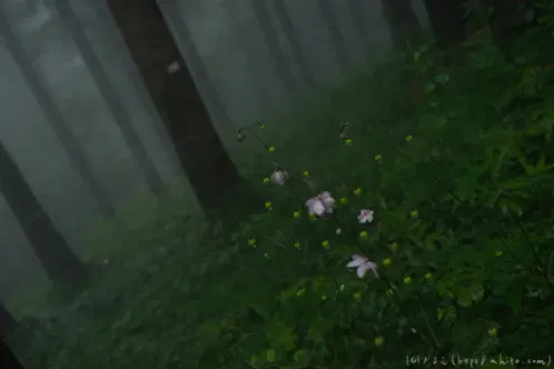 05.webp
