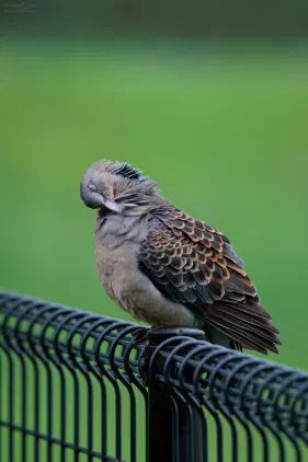 SNS_260629_bird_02.jpg.webp