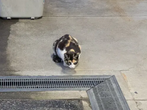 caturday_xx2.jpg.webp