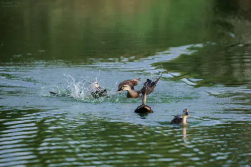 SNS_260916_bird_00.jpg.webp