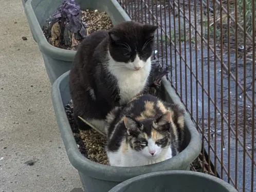 caturday_xx1.jpg.webp