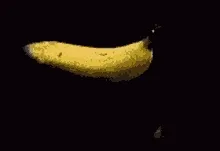 IMG_1030.gif