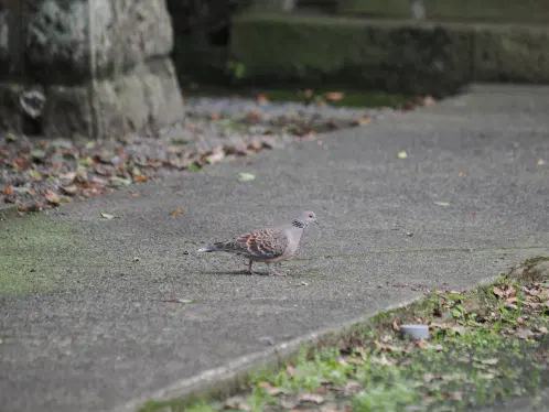PA030068.JPG.webp