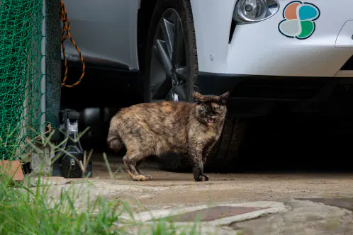 SNS_260823_cat_00.jpg.webp