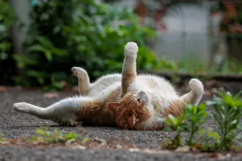SNS_260726_cat_00.jpg.webp
