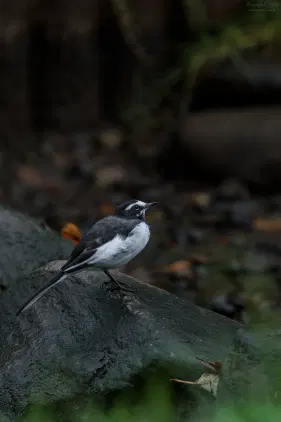 SNS_260919_bird_06.jpg.webp