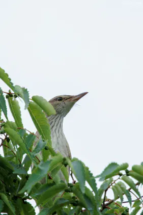 SNS_260714_bird_01.jpg.webp