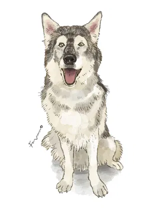 doggust8.jpeg-web.webp