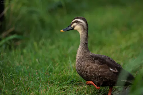 SNS_260827_bird_00.jpg.webp