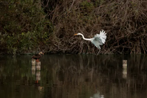 SNS_260810_bird_01.jpg.webp