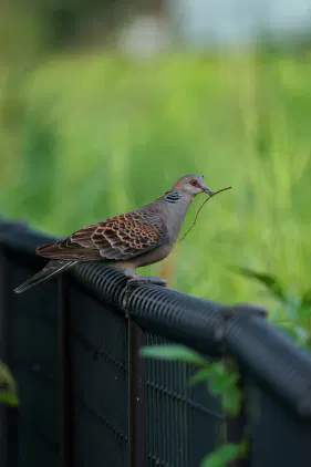 SNS_260826_bird_00.jpg.webp