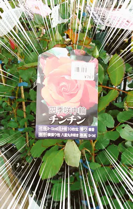 2cb3dc71-514c-477e-a34d-222ff524dc01.jpg.webp.jpg