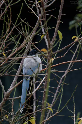 SNS_261007_bird_00.jpg.webp