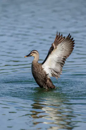 SNS_260916_bird_04.jpg.webp