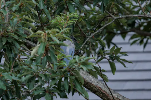 SNS_261007_bird_02.jpg.webp