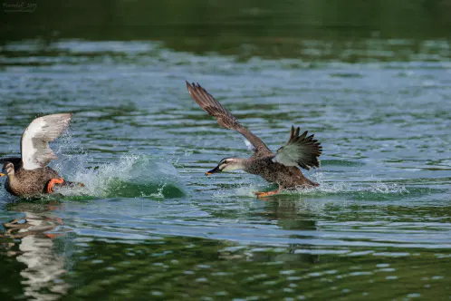 SNS_260916_bird_02.jpg.webp