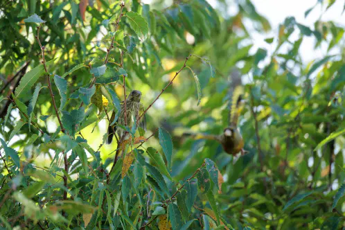 SNS_260903_bird_00.jpg.webp