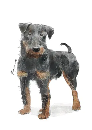 doggust3.jpeg-web.webp