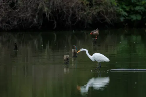 SNS_260923_bird_01.jpg.webp