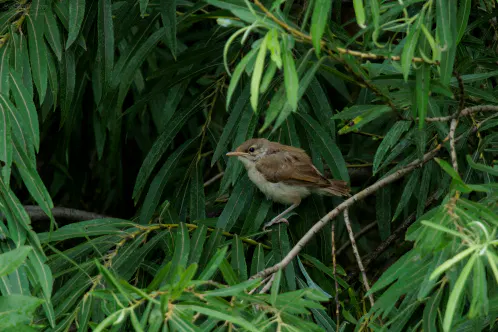 SNS_260714_bird_00.jpg.webp