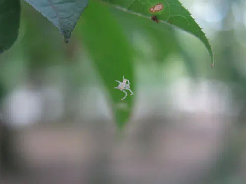 475e4cf5e65bf33a.webp