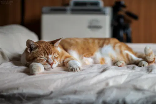 SNS_260802_cat_00.jpg.webp