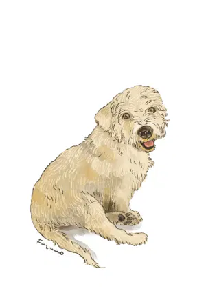 doggust11.jpeg-web.webp