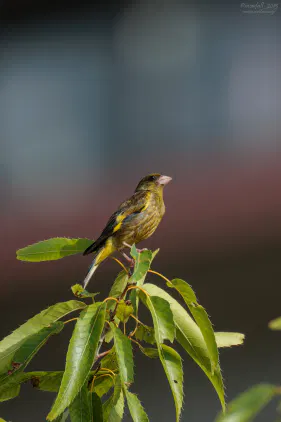 SNS_260903_bird_01.jpg.webp