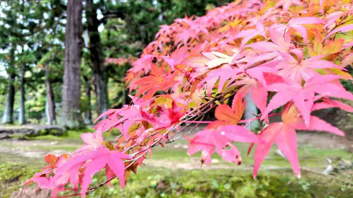 20251019_072018.jpg.webp