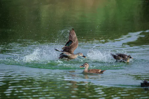 SNS_260916_bird_01.jpg.webp