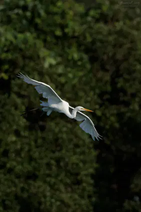 SNS_260810_bird_00.jpg.webp