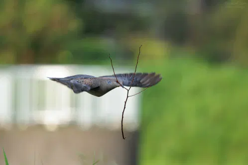 SNS_260826_bird_04.jpg.webp