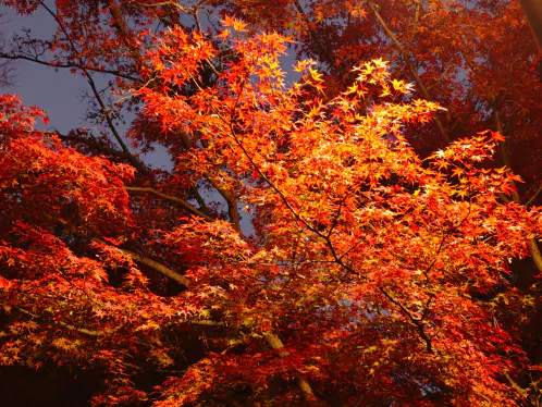 24d59ed8e0adf858.webp