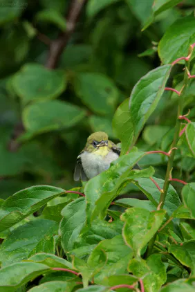 SNS_260704_bird_00.jpg.webp