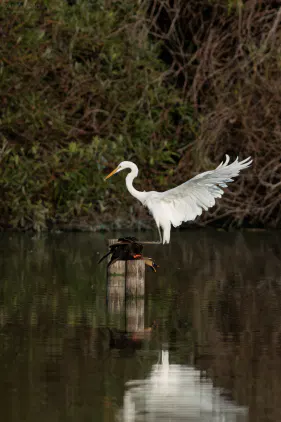 SNS_260810_bird_02.jpg.webp