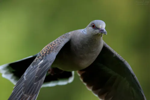SNS_260826_bird_02.jpg.webp