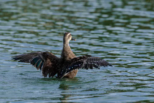 SNS_260916_bird_03.jpg.webp