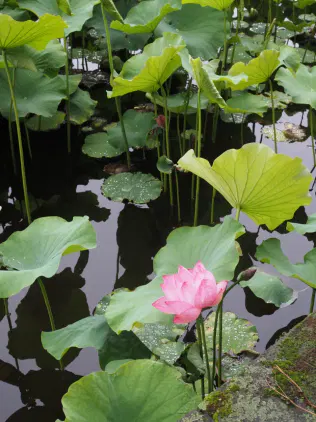 7321f200f301e10c.webp