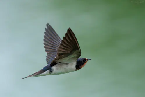 SNS_260914_bird_07.jpg.webp