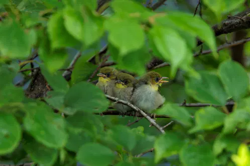 SNS_260704_bird_01.jpg.webp