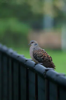 SNS_260629_bird_00.jpg.webp