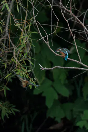 SNS_260901_bird_00.jpg.webp