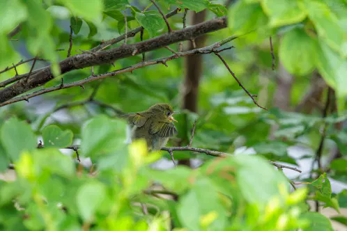 SNS_260704_bird_02.jpg.webp