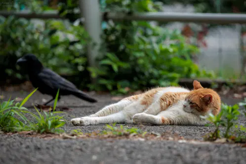 SNS_260726_cat_01.jpg.webp