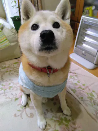 IMG_20251105_154619~2.jpg.webp