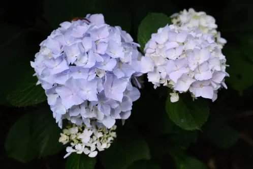 DSCF2174.jpeg.webp