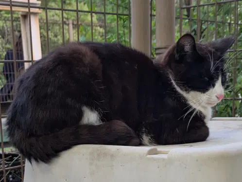 caturday.jpg.webp