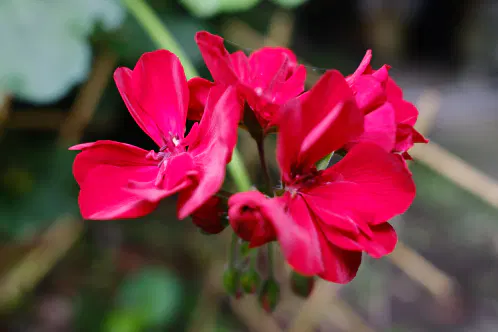 DSCF2168.jpeg.webp