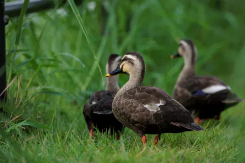 SNS_260827_bird_01.jpg.webp